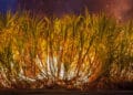 Incêndios alertam setor sucroenergético para novos desafios impostos pelas mudanças climáticas