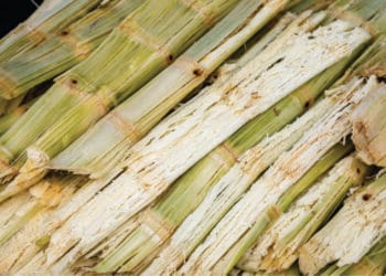 Bagaço de cana já gera energia equivalente a ¼ de Itaipu e ganha força no setor elétrico