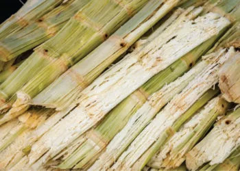 Bagaço de cana já gera energia equivalente a ¼ de Itaipu e ganha força no setor elétrico