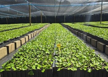 Quando a luz apaga, a biossegurança para: o elo invisível entre energia e sanidade no agro