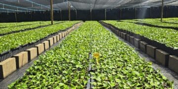 Quando a luz apaga, a biossegurança para: o elo invisível entre energia e sanidade no agro