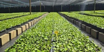 Quando a luz apaga, a biossegurança para: o elo invisível entre energia e sanidade no agro