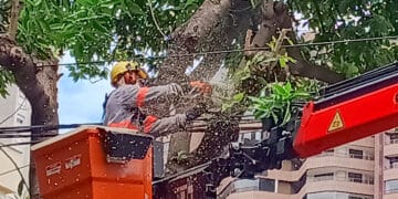 Cemig reforça manutenção preventiva da rede com R$ 438 milhões para reduzir interrupções em Minas