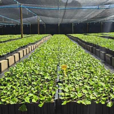 Quando a luz apaga, a biossegurança para: o elo invisível entre energia e sanidade no agro