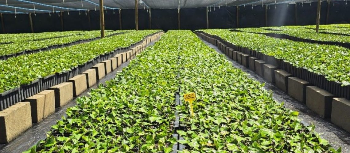 Quando a luz apaga, a biossegurança para: o elo invisível entre energia e sanidade no agro