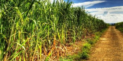 Raízen e alemã RWE estudam novo combustível para produção de energia elétrica a partir do bagaço de cana-de-açúcar