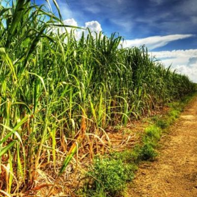 Raízen e alemã RWE estudam novo combustível para produção de energia elétrica a partir do bagaço de cana-de-açúcar